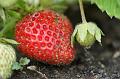 2011-0516-1350_Strawberry_16.9C